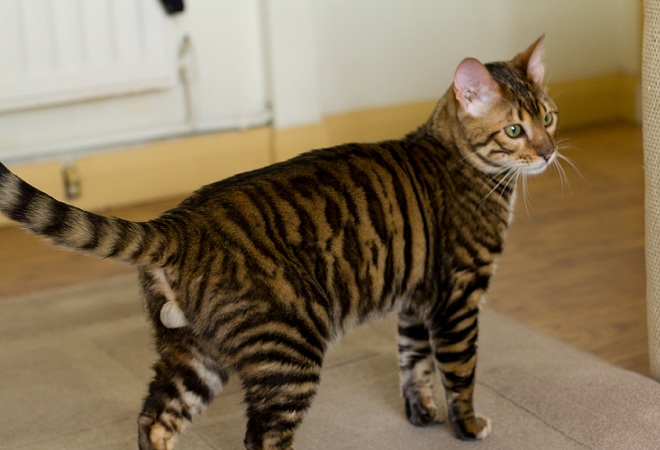 Queenanne Cats - Toyger Stud Cat Breeder in Bromsgrove, West Midlands